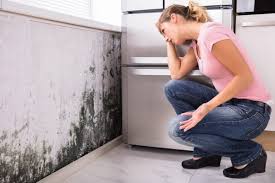 Reliable Blandon, PA Mold Removal Solutions